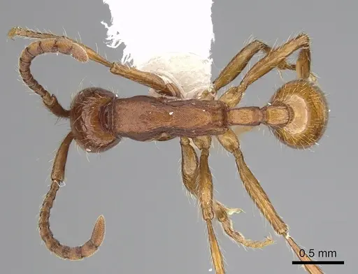 Neivamyrmex nigrescens - CASENT0249494