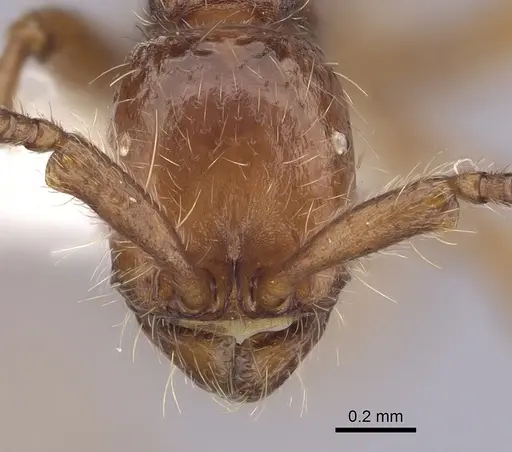 Neivamyrmex nigrescens - CASENT0249494