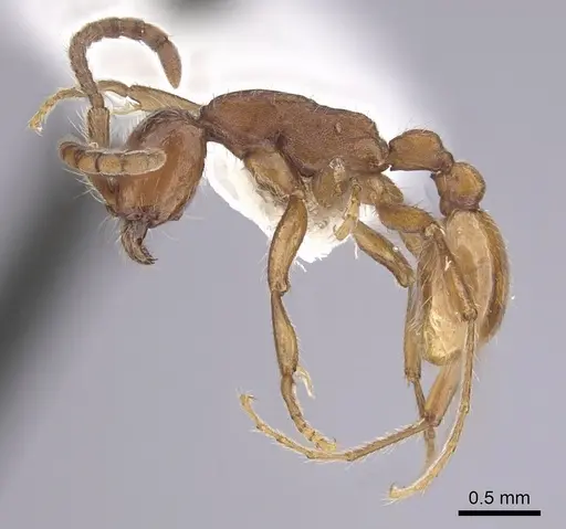 Neivamyrmex nigrescens - CASENT0249494