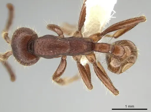 Neivamyrmex nigrescens - CASENT0649179