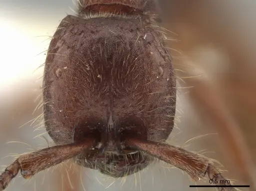 Neivamyrmex nigrescens - CASENT0649179