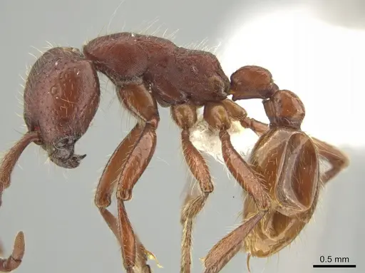 Neivamyrmex nigrescens - CASENT0649179