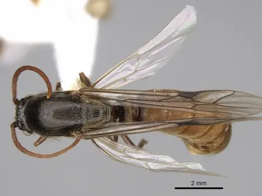 Neivamyrmex nigrescens - CASENT0862452