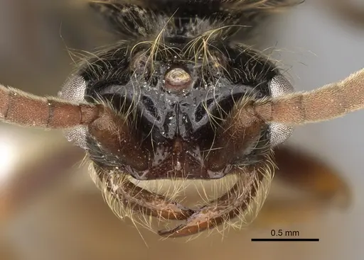 Neivamyrmex nigrescens - CASENT0862452