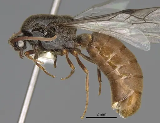 Neivamyrmex nigrescens - CASENT0862452