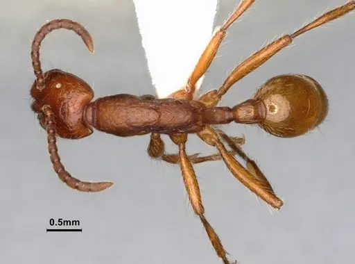 Neivamyrmex nigrescens - CASENT0883290