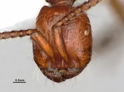 Neivamyrmex nigrescens - CASENT0883290