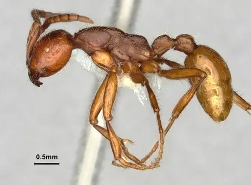 Neivamyrmex nigrescens - CASENT0883290