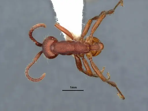 Neivamyrmex nigrescens - CASENT0883400