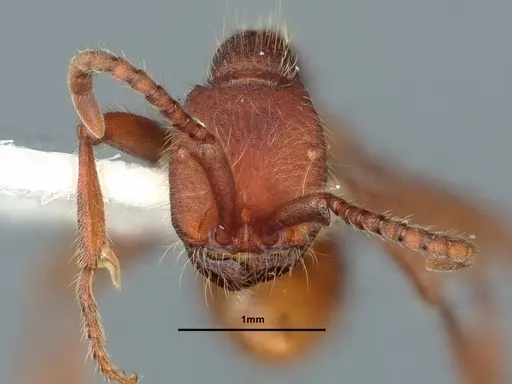 Neivamyrmex nigrescens - CASENT0883400