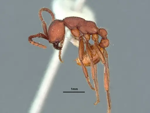 Neivamyrmex nigrescens - CASENT0883400