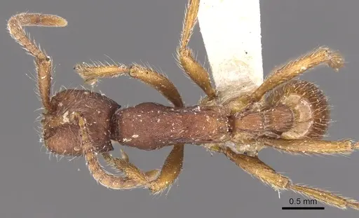 Neivamyrmex nigrescens - CASENT0902642