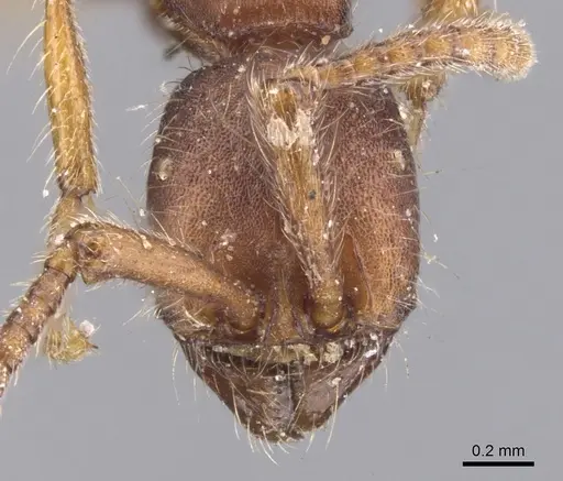 Neivamyrmex nigrescens - CASENT0902642