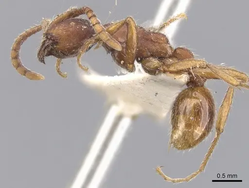 Neivamyrmex nigrescens - CASENT0902642