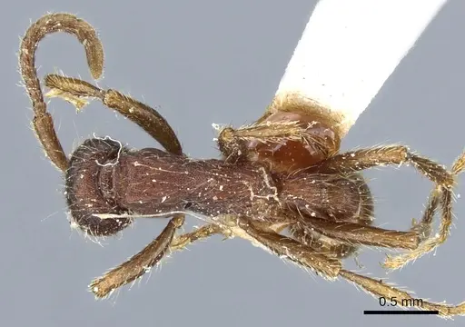 Neivamyrmex nigrescens - CASENT0903724