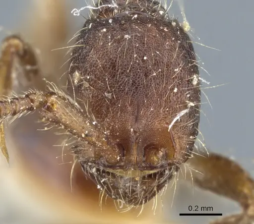 Neivamyrmex nigrescens - CASENT0903724