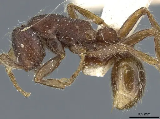 Neivamyrmex nigrescens - CASENT0903724