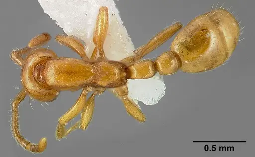 Neivamyrmex nyensis specimen