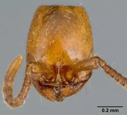 Neivamyrmex nyensis specimen