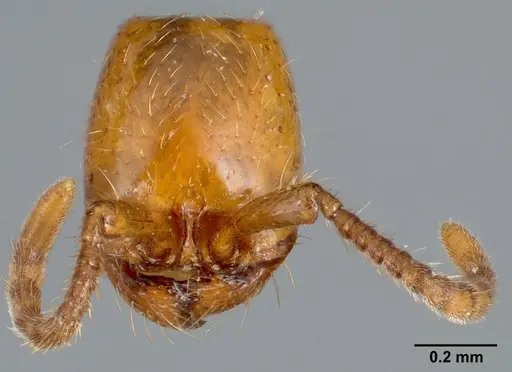 Neivamyrmex nyensis specimen