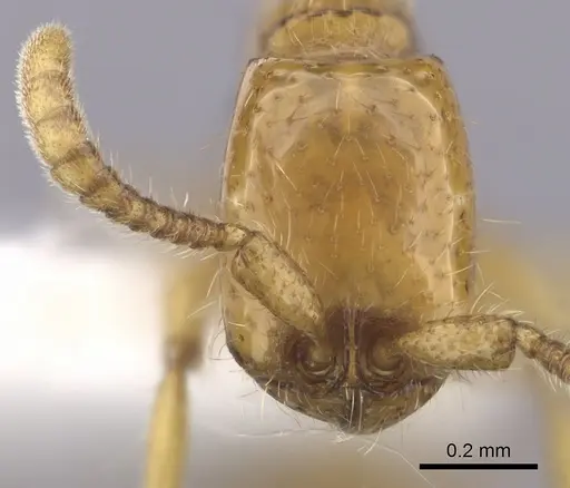 Neivamyrmex nyensis - CASENT0249495