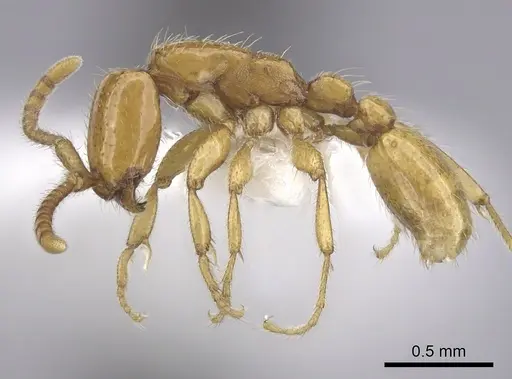 Neivamyrmex nyensis - CASENT0249495