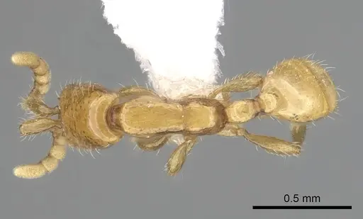 Neivamyrmex nyensis - CASENT0249496