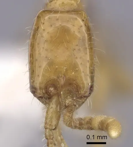 Neivamyrmex nyensis - CASENT0249496