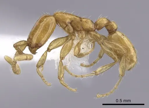 Neivamyrmex nyensis - CASENT0249496