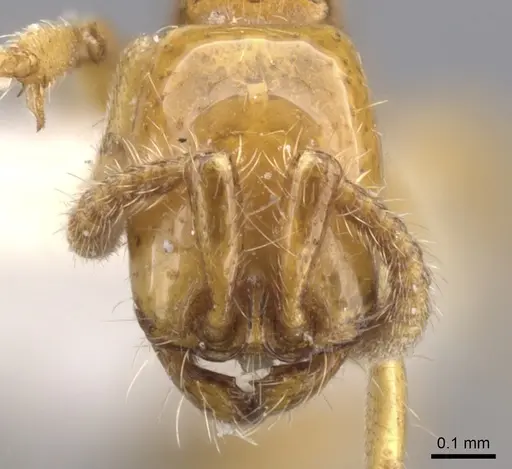 Neivamyrmex nyensis - CASENT0902644