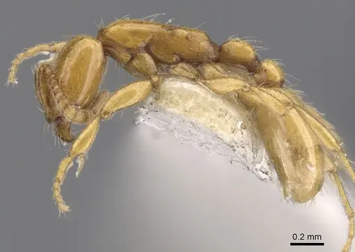 Neivamyrmex nyensis - CASENT0902644