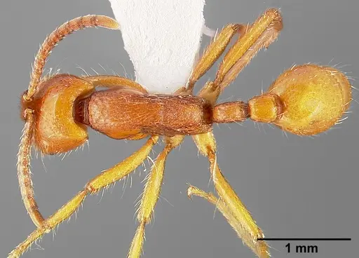 Neivamyrmex opacithorax specimen