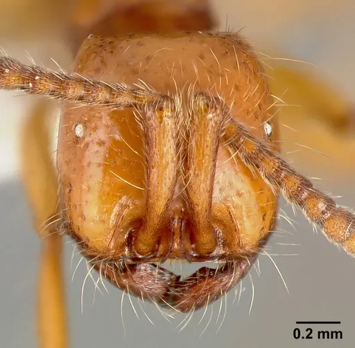 Neivamyrmex opacithorax specimen