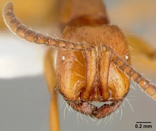 Neivamyrmex opacithorax specimen