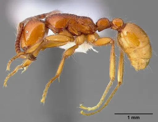 Neivamyrmex opacithorax - CASENT0005334