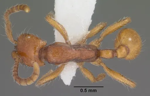 Neivamyrmex opacithorax - CASENT0102767