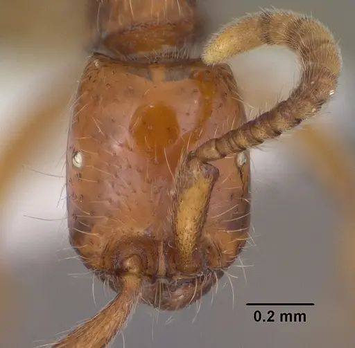 Neivamyrmex opacithorax - CASENT0102767