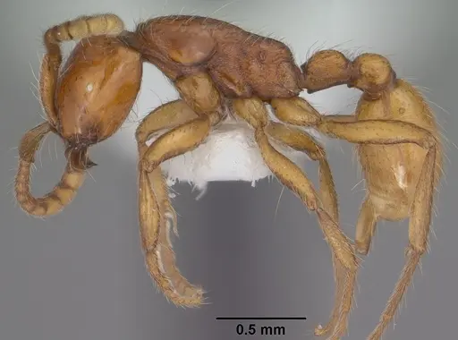 Neivamyrmex opacithorax - CASENT0102767