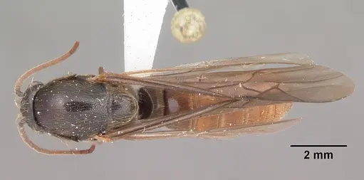 Neivamyrmex opacithorax - CASENT0104138