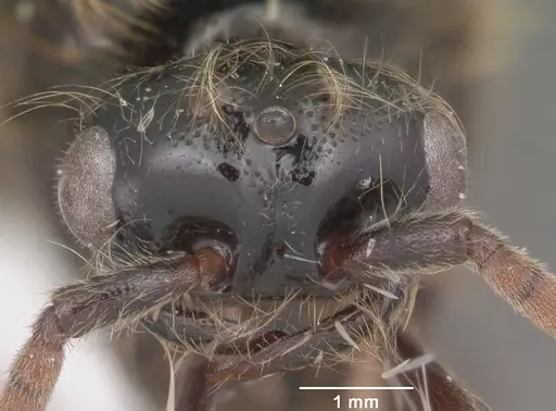 Neivamyrmex opacithorax - CASENT0104138