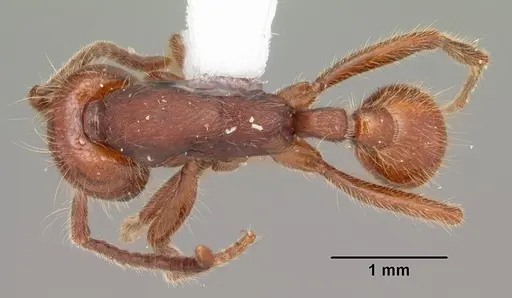 Neivamyrmex opacithorax - CASENT0104139