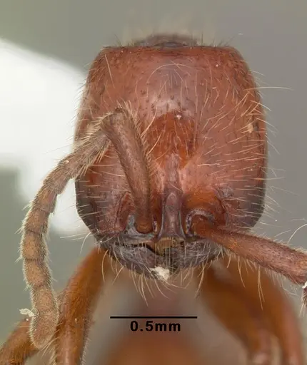 Neivamyrmex opacithorax - CASENT0104139