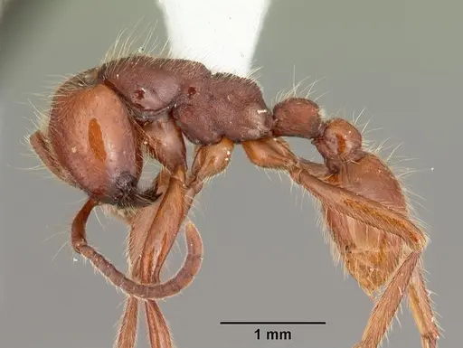 Neivamyrmex opacithorax - CASENT0104139