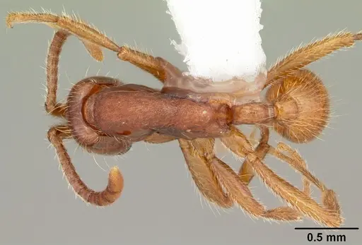 Neivamyrmex opacithorax - CASENT0104142