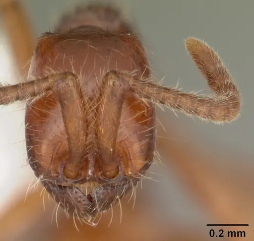 Neivamyrmex opacithorax - CASENT0104142