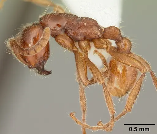 Neivamyrmex opacithorax - CASENT0104142