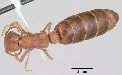 Neivamyrmex opacithorax - CASENT0104855