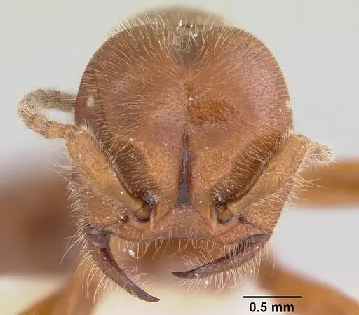 Neivamyrmex opacithorax - CASENT0104855