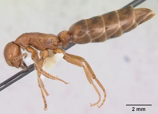 Neivamyrmex opacithorax - CASENT0104855