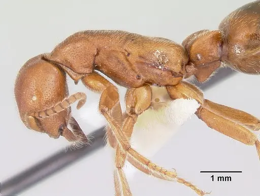 Neivamyrmex opacithorax - CASENT0104855